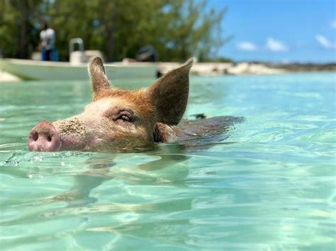 eleuthera pigs|Swimming with the pigs in Eleuthera ! – Best of Eleuthera